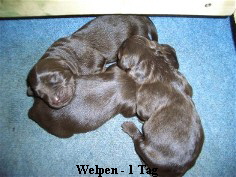 Welpen - 1 Tag