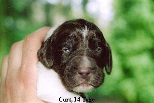 Curt, 14 Tage
