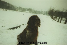 Flocke v.d. Trnke