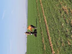 Gruppe 1   Ansetzen Hasenspur