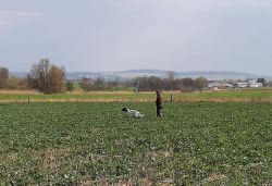 Gruppe 1   Vorstehen Im Raps