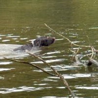 Wasser