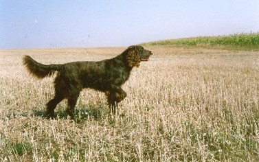 Dolf vom Lossetal